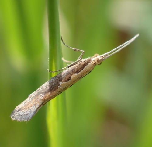 Réf. 183 102 : Plutella xylostella